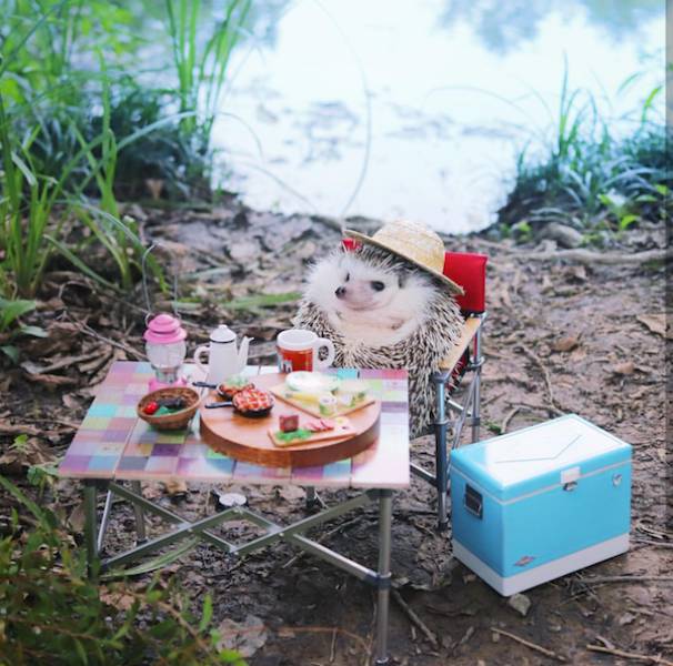 Content Image