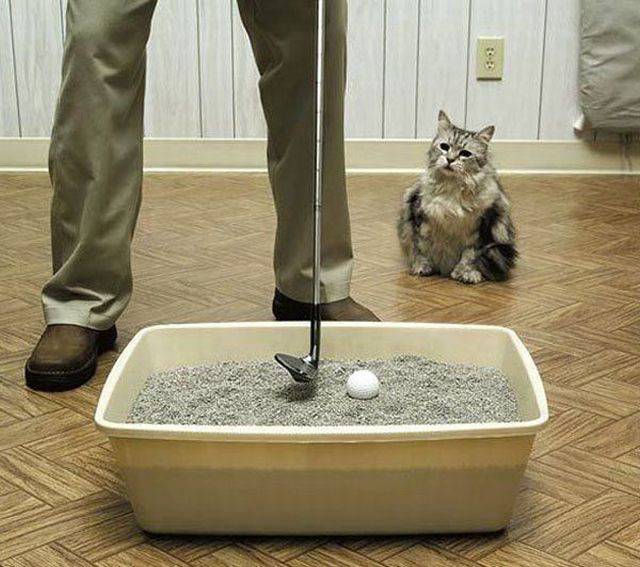 Content Image