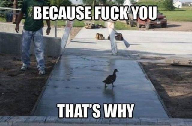 Daily Picdump