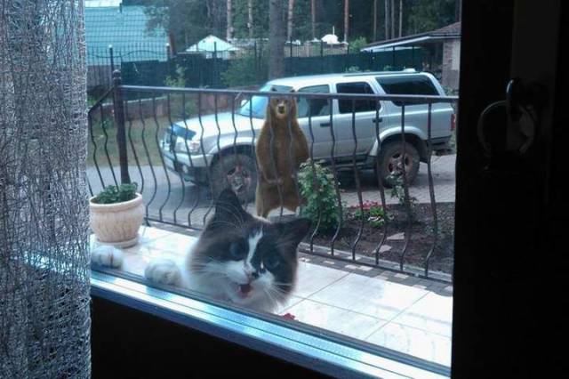 Daily Picdump