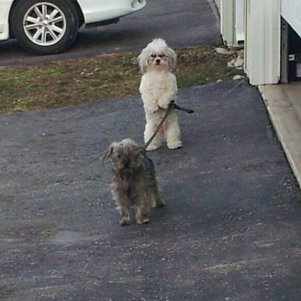Content Image
