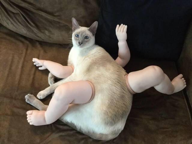 Content Image
