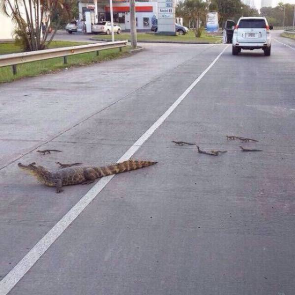 Daily Picdump