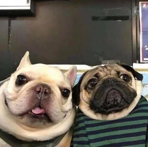 Content Image