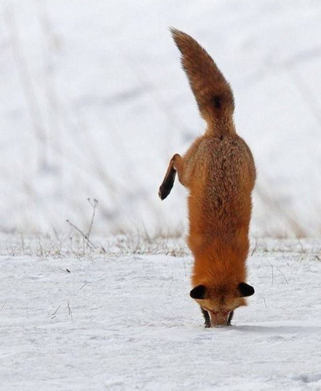 Daily Picdump