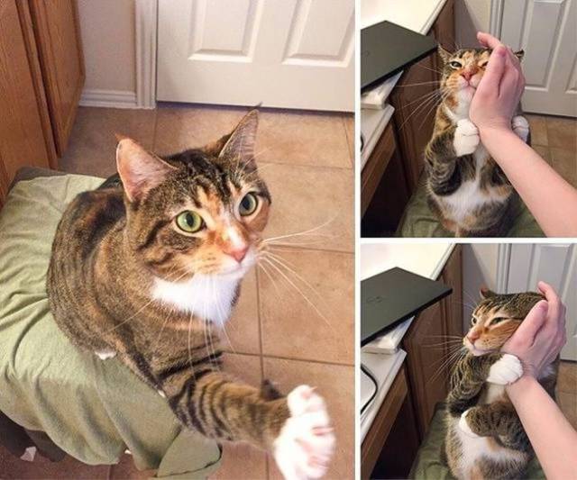 Content Image