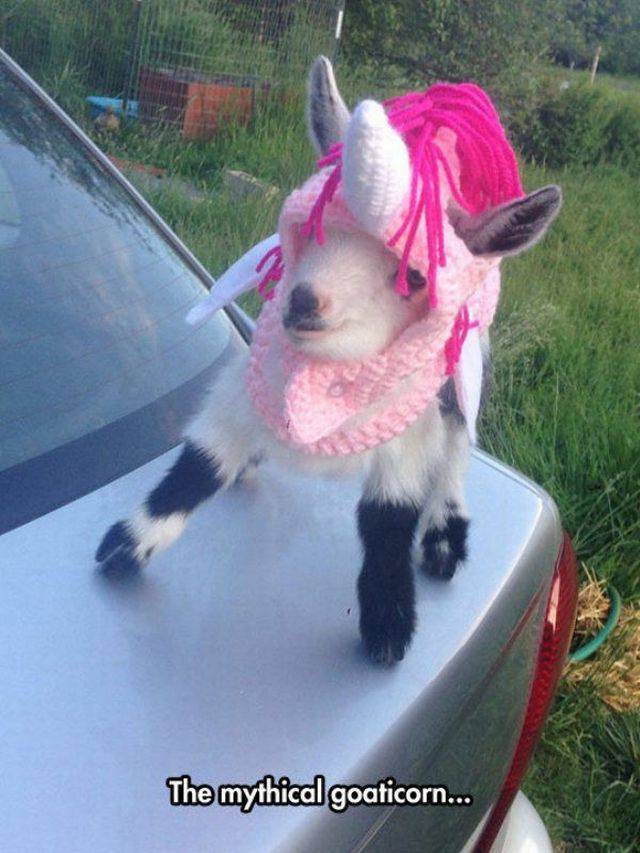 Daily Picdump