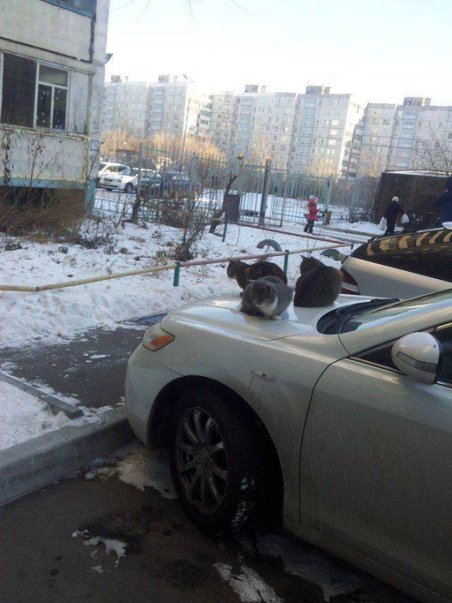 Content Image