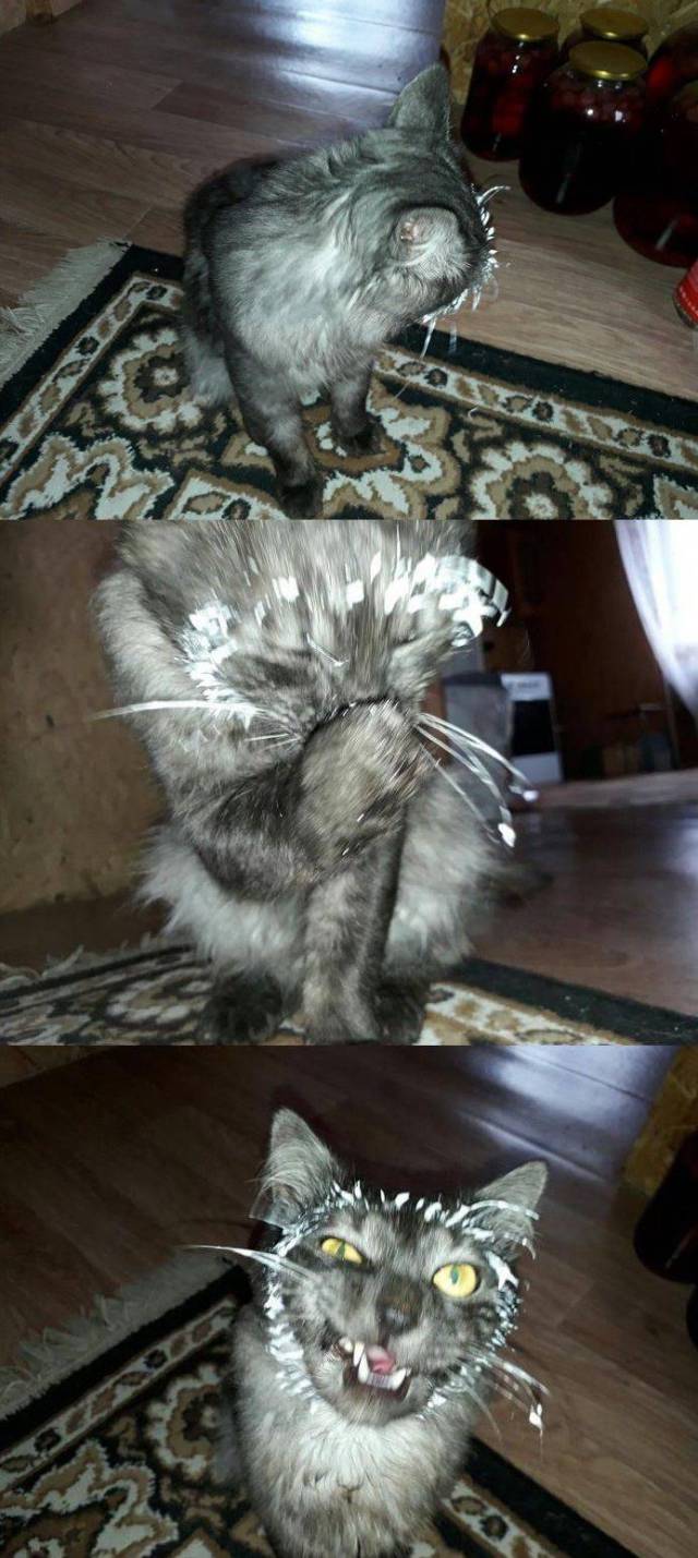 Content Image