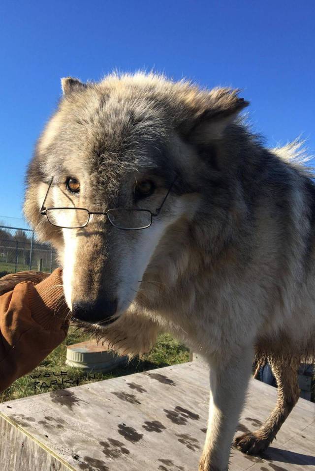 Content Image
