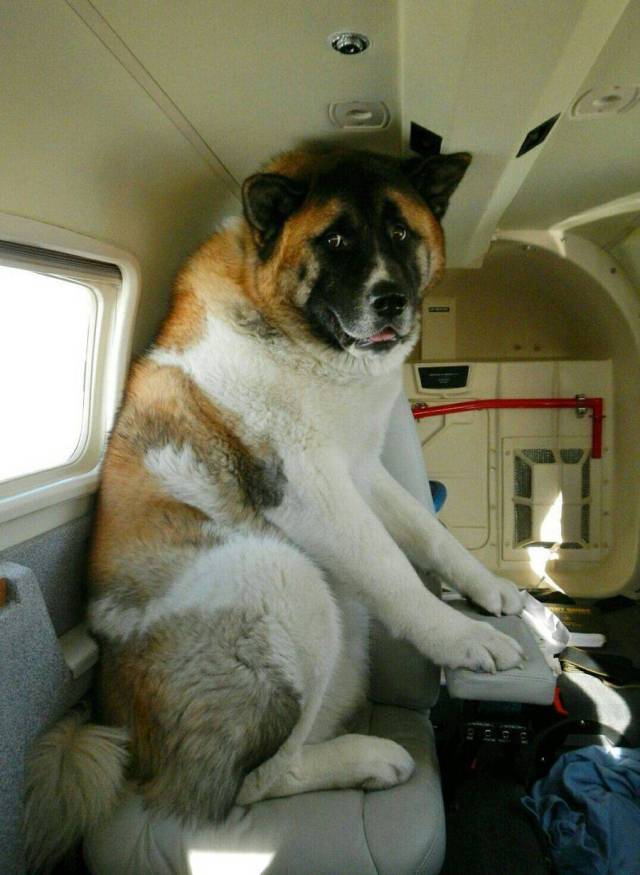 Content Image