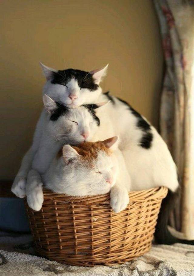 Content Image