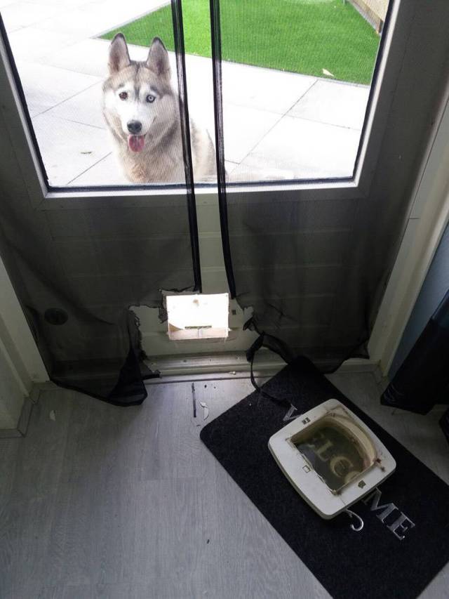 Content Image