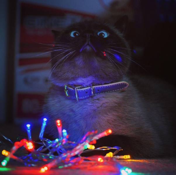 Content Image