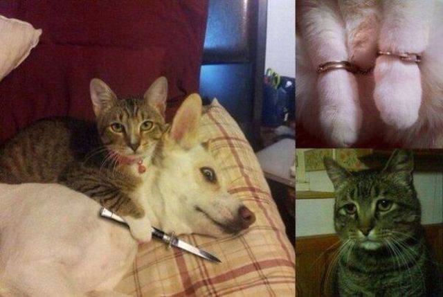 Content Image