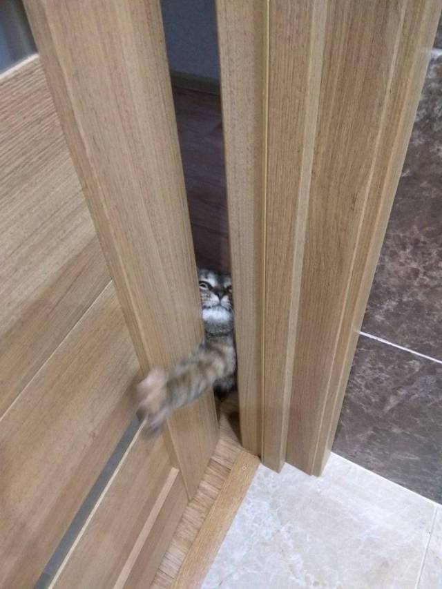 Content Image