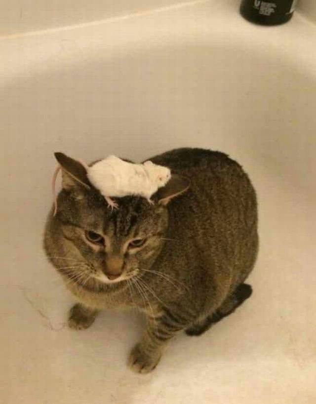 Content Image