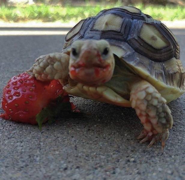 Content Image