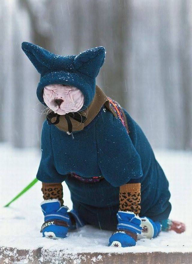 Content Image