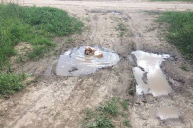 Content Image