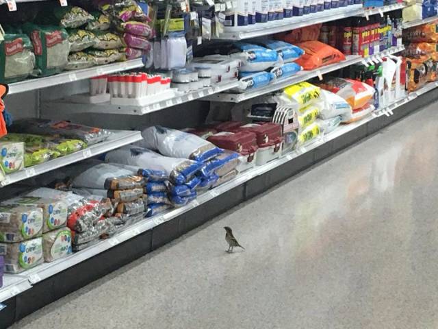 Content Image
