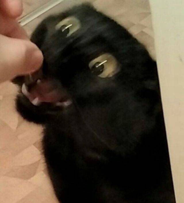 Content Image