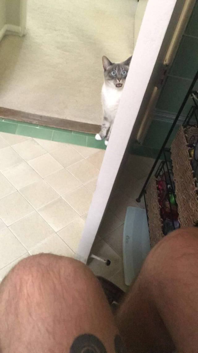Content Image