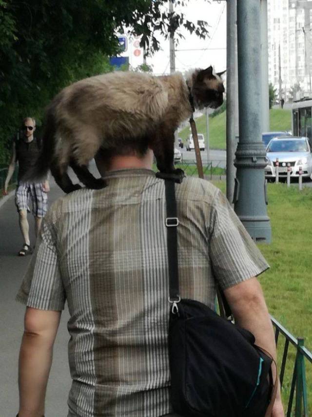Content Image