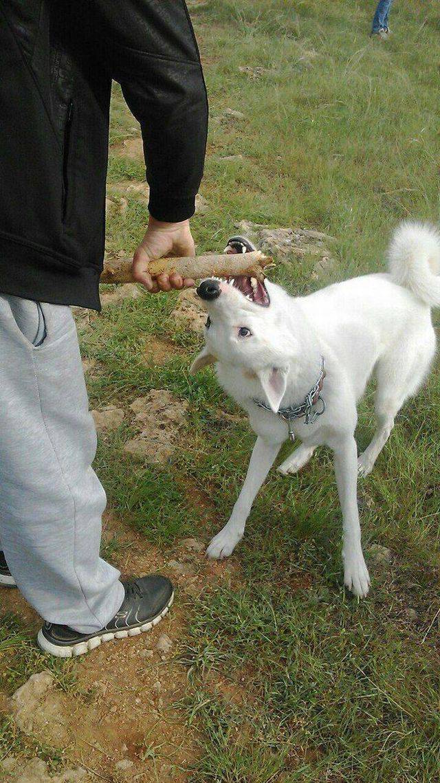Content Image