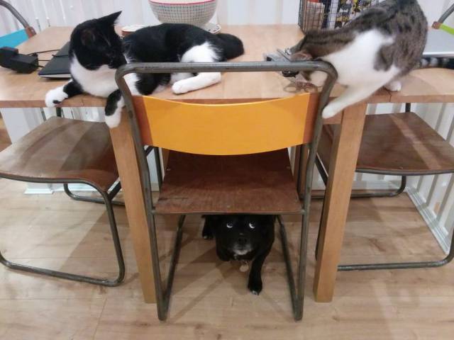 Morning Picdump