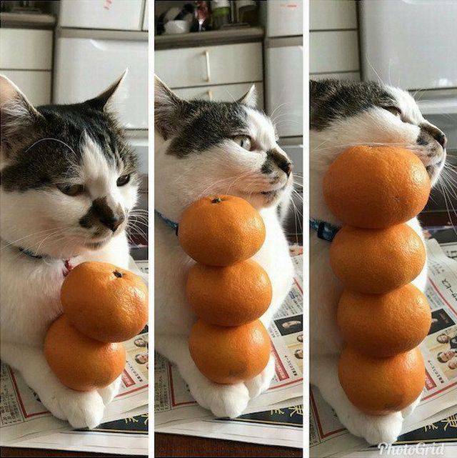 Morning Picdump
