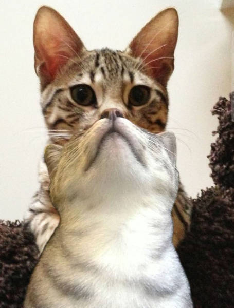 Content Image