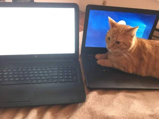 Content Image