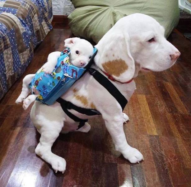 Content Image