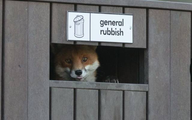 Content Image