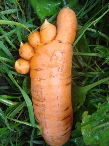 Content Image