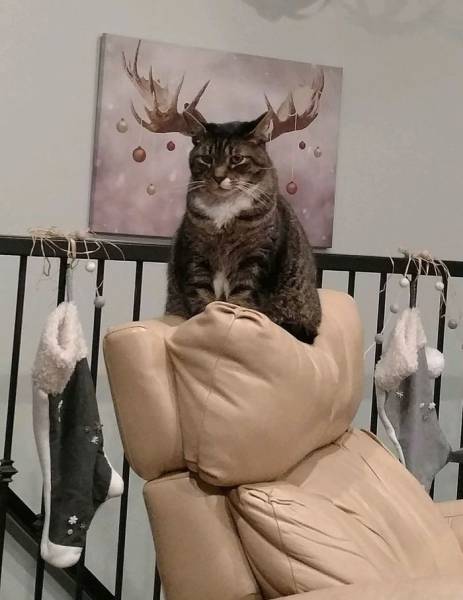 Content Image