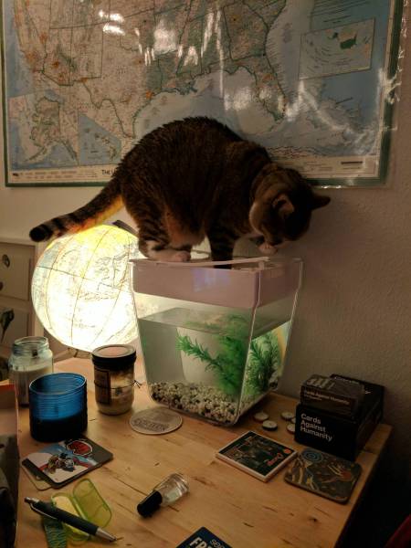 Content Image