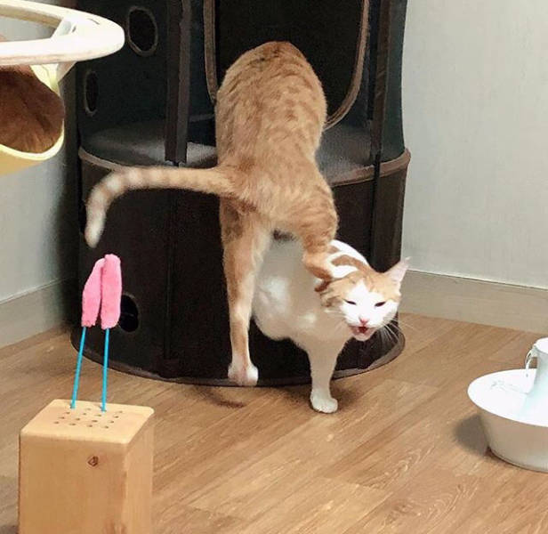 Content Image