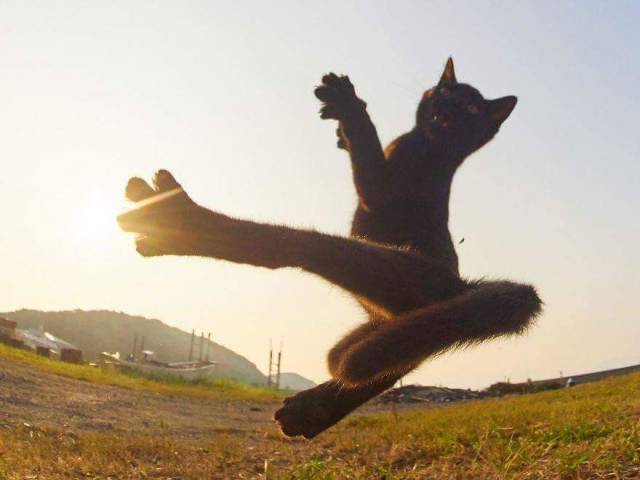 Content Image