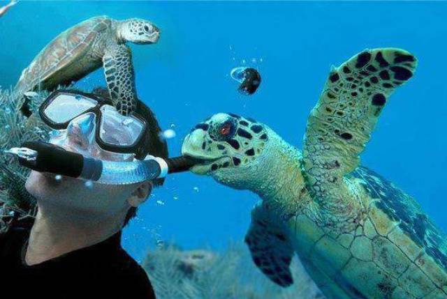 Content Image