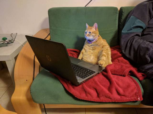 Content Image