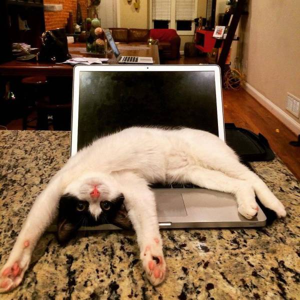 Daily Picdump
