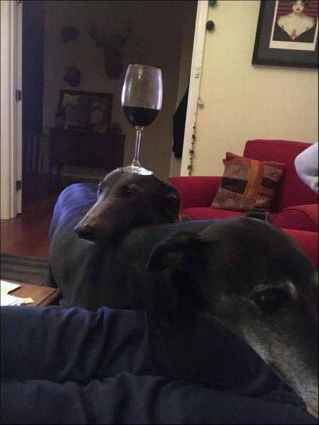 Daily Picdump