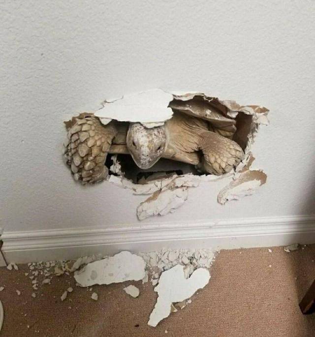 Content Image