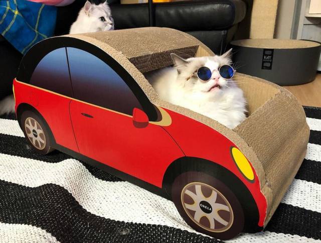 Content Image