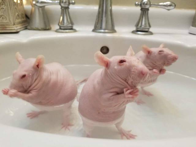 Content Image