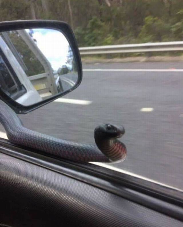 Content Image