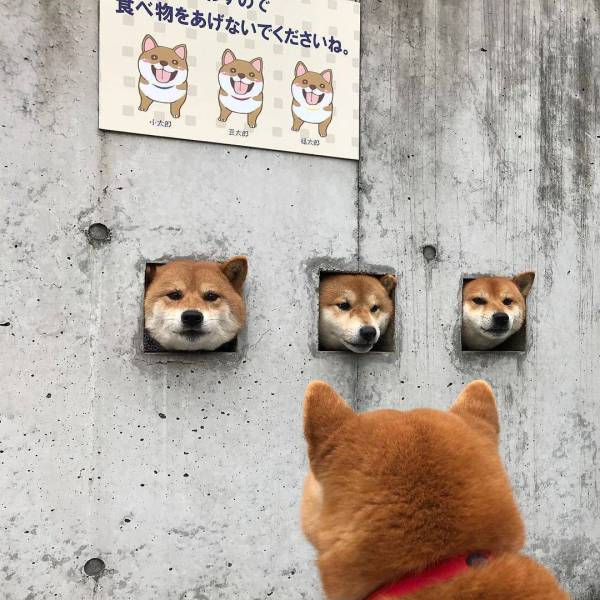 Content Image