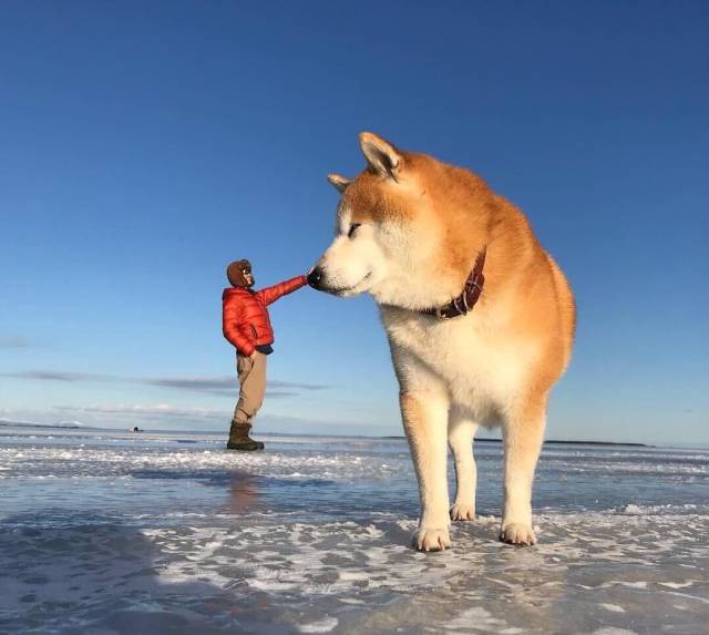 Content Image